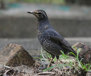 Хөөндэй (Шивэр хөөндэй)